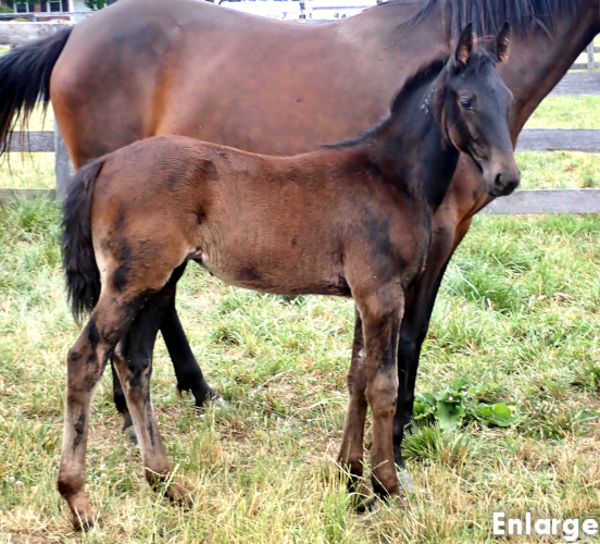 Casual Style, a brown filly by Temporal Hanover and out of Enjoystile