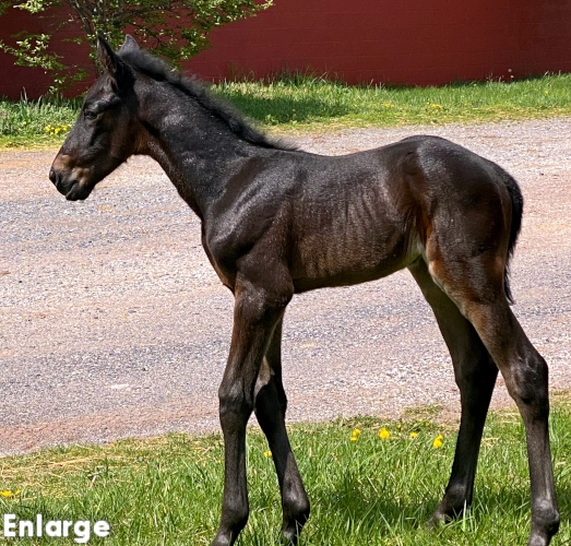 Brown colt by Greenshoe and out of Ilia