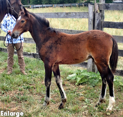 Left Bank, a bay colt by Bold Eagle and out of Monroe County