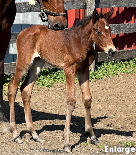 Precious Pearl, a bay filly by Chapter Seven and out of Is A Pearl