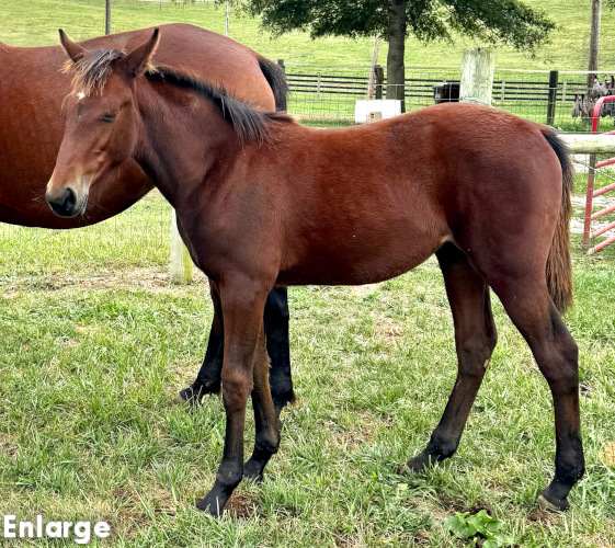 Precious Pearl, a bay filly by Chapter Seven and out of Is A Pearl