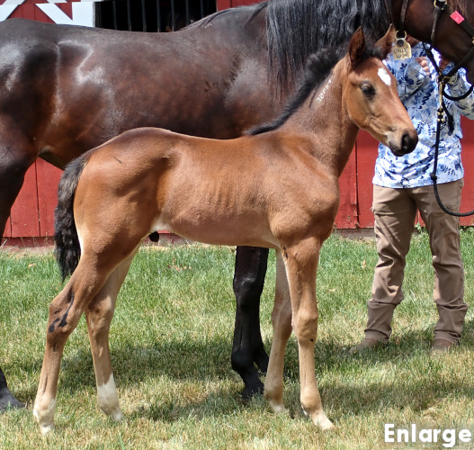 Rebellion, bay colt by Muscle Hill and out of Exile