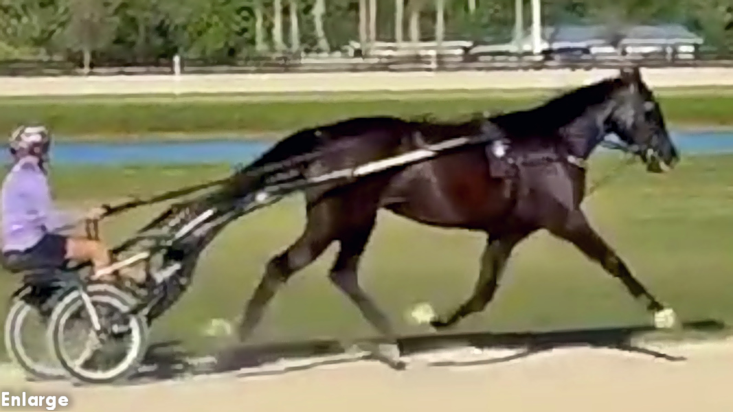 Photo of Dancers legs, an elegant bay yearling filly out of Legzy