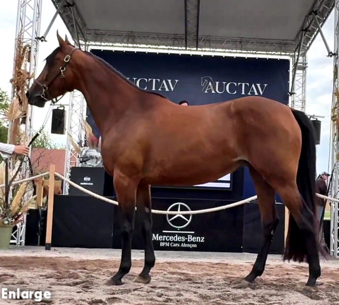 Video Grab of Jamaica Turbo from Auctav auction video