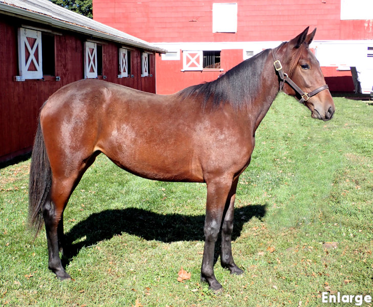 Readly Success, an earnest bay filly out of Sweetspellosuccess