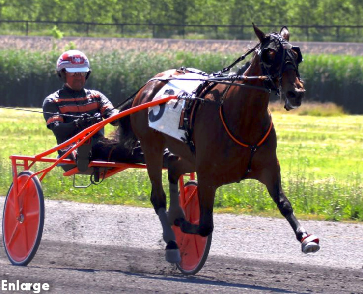 Photo of SMS Princess trotting as a yearling, courtesy of Gunjan Patel