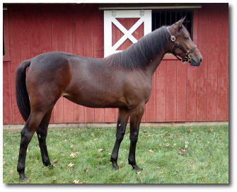 2017 Conformation photo of All For Show, a beautiful bay yearling filly out of Pure Vanity