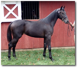 2017 Conformation photo of Cotton To You, a stunning bay yearling colt out of Polyester Hanover