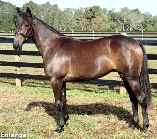 2018 Conformation photo of Gospel Truth, an elegant bay yearling filly out of Choir Robe