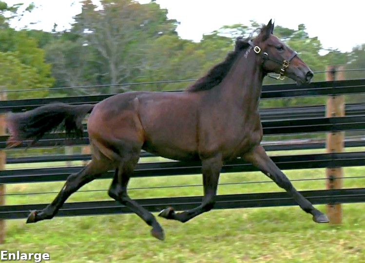 2018 Photo of Gospel Truth, an elegant bay yearling filly out of Choir Robe