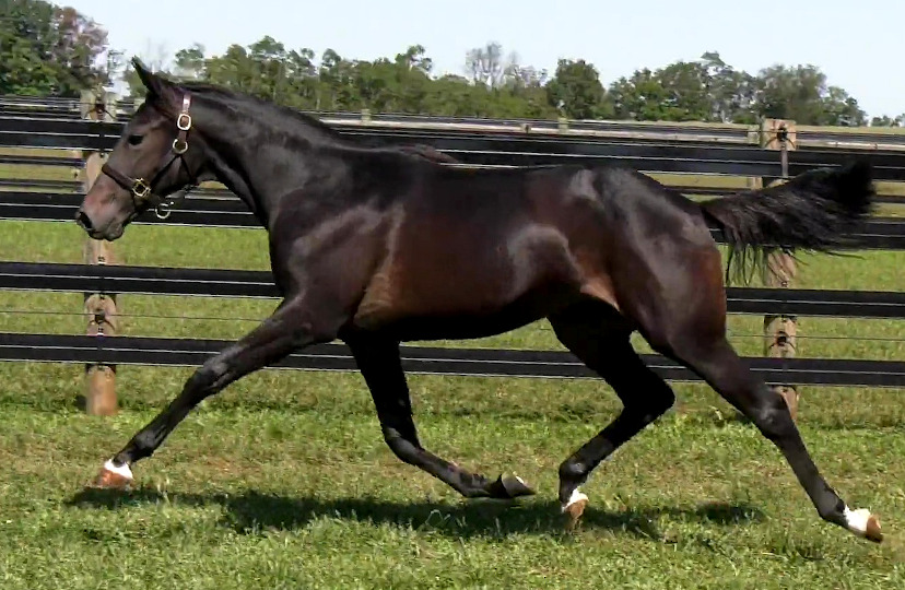 2019 Photo of Gospel Truth, a brilliant bay yearling filly out of Jodi's Jayme