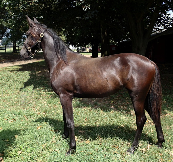 Conformation photo of On Top, a beautiful bay yearling filly out of Sweetspellosuccess