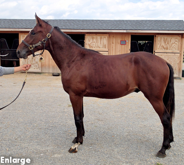 Conformation photo of Swan If By Land, a strapping bay yearling colt out of Swan For The Road