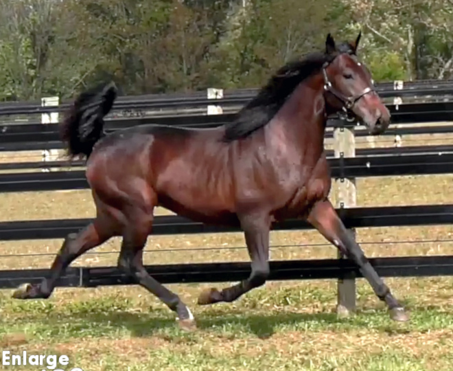 Photo of Fresh Legs, an exciting bay yearling colt out of Legzy while trotting