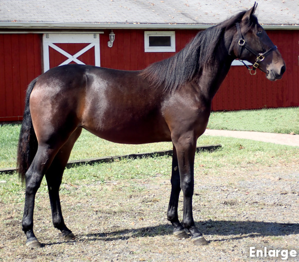 Conformation photo of Hot And Cold, an athletic bay yearling filly out of Andovertheplace