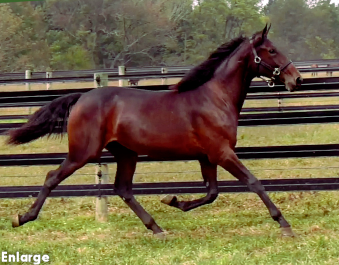 Photo of Hot And Cold, an athletic bay yearling filly out of Andovertheplace
