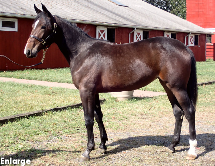 Conformation photo of Jeans And Heels, an athletic bay yearling filly out of Jodi's Jayme