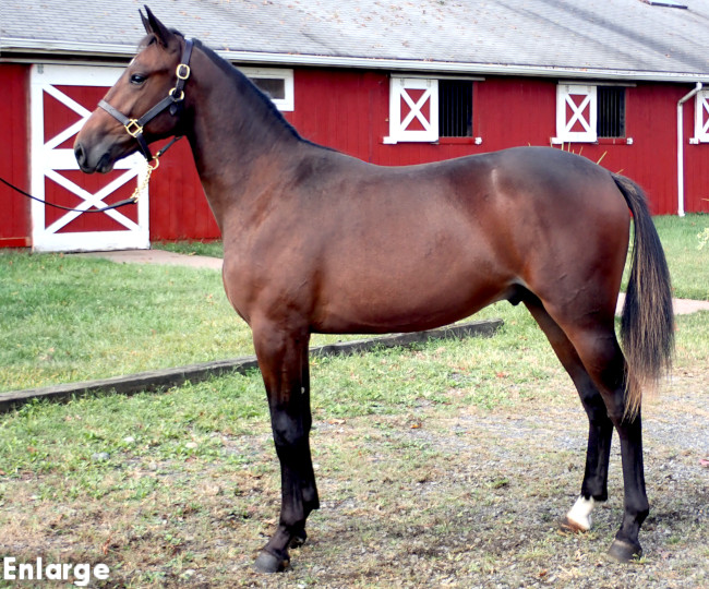 Conformation photo of Rolling In Clover, a strapping bay yearling colt out of Sweetspellosuccess
