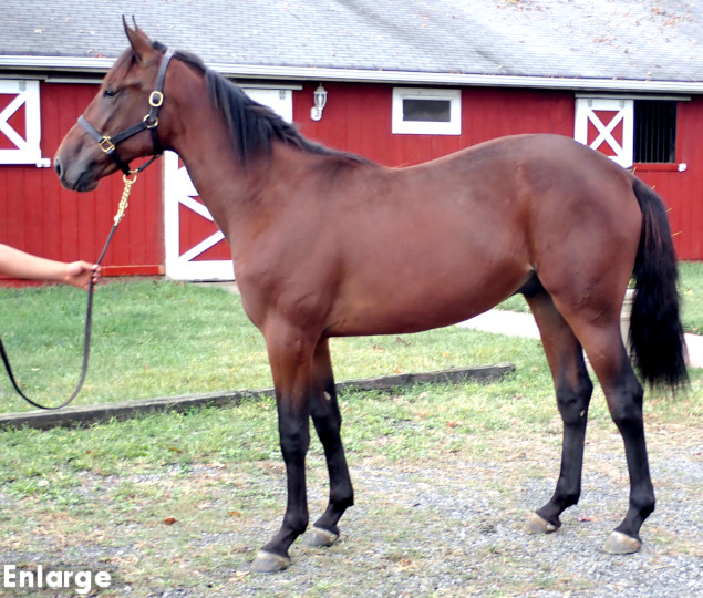 Conformation photo of Saint Ives, a strapping bay yearling colt out of Banbury Cross