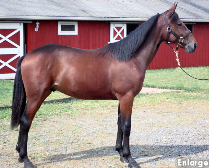 Conformation photo of Suits Me, a strapping bay yearling colt out of Polyester Hanover