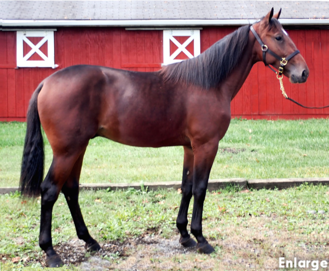 Conformation photo of Swan More Round, a strapping bay yearling colt out of Swan For The Road
