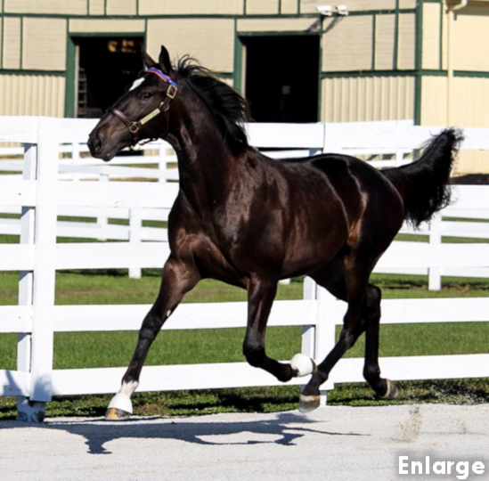 2020 Photo of Swanlastry, a powerful bay yearling colt out of Swan Lake, while trotting