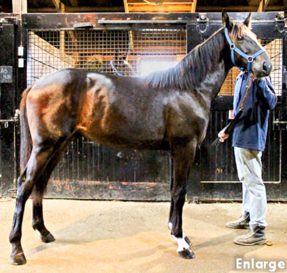Conformation photo of Swanlastry, a powerful bay yearling colt out of Swan Lake