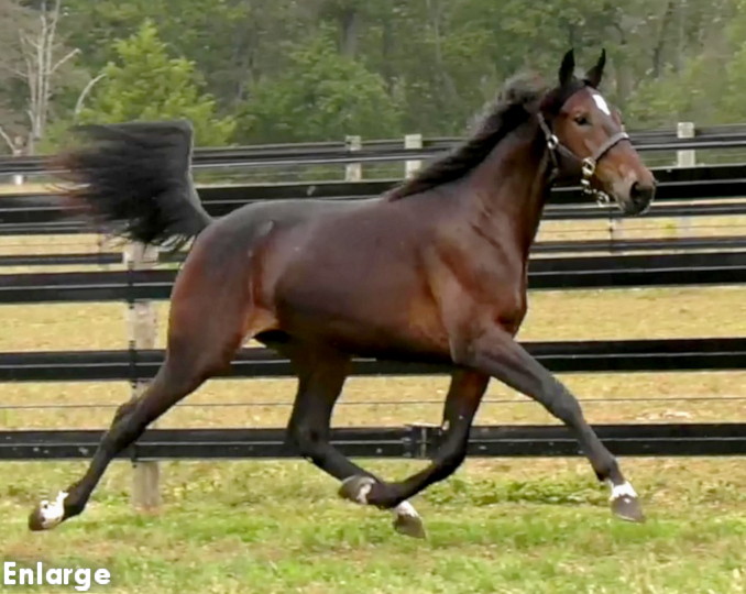 Photo of Tippet, an elegant bay yearling filly out of Ilia