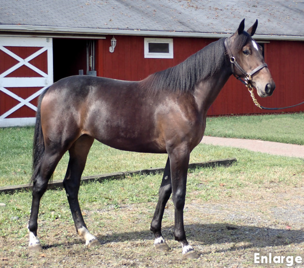 Conformation photo of Tippet, an elegant bay yearling filly out of Ilia
