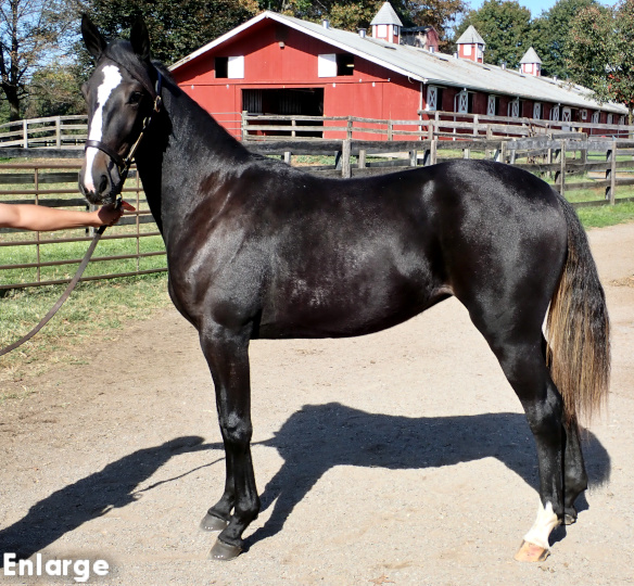 Conformation photo of Kick Em Jenny, an elegant bay yearling filly out of Monroe County