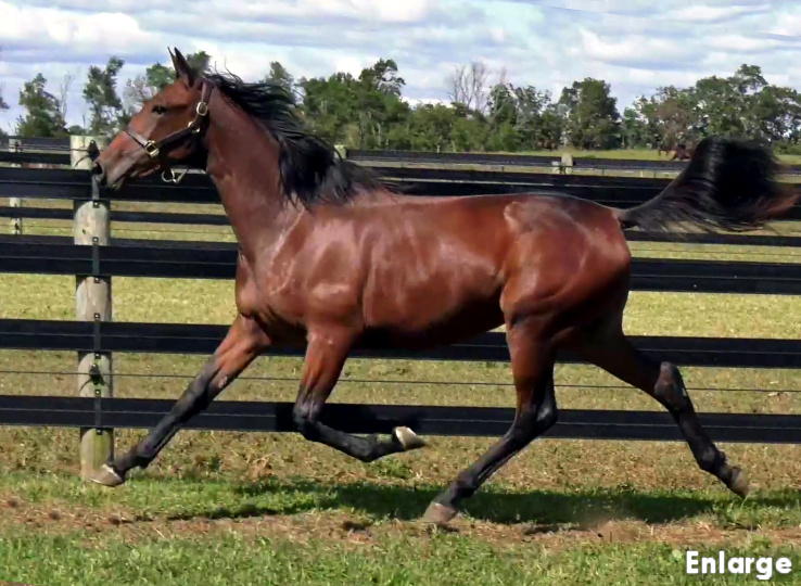 Photo of Smooth As Silk, an elegant bay yearling colt out of Polyester Hanover