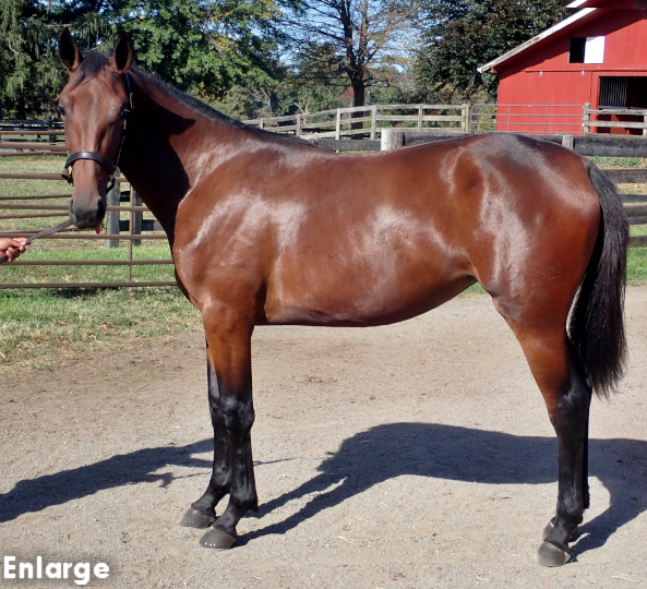 Conformation photo of Smooth As Silk, an elegant bay yearling filly out of Polyester Hanover
