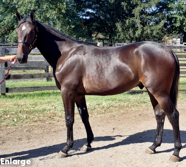 Conformation photo of Swan Jovi, an athletic bay yearling colt out of Swan For The Road