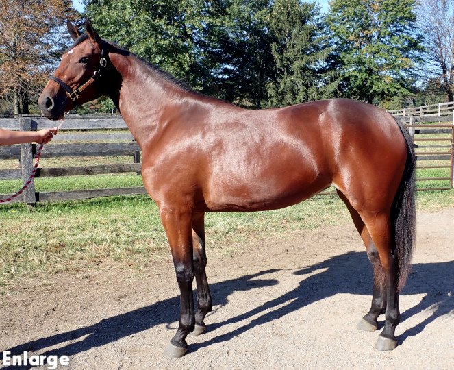 Conformation photo of All A Twitter, a brilliant bay yearling filly out of SMS Princess