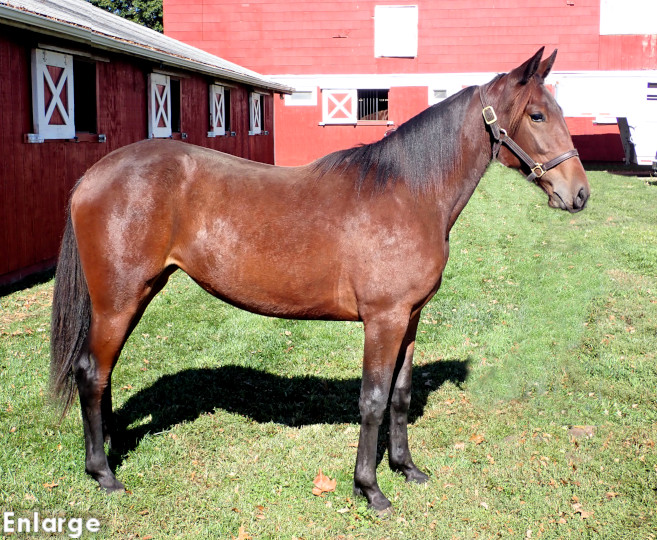 Readly Success, bay filly out of Sweetspellosuccess