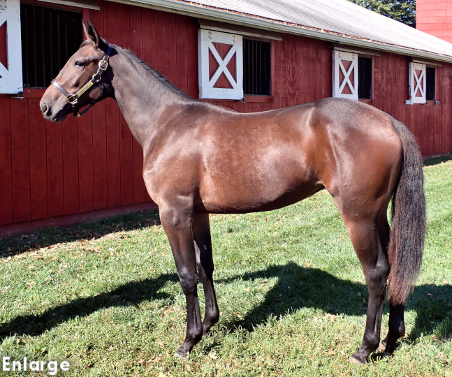 Rock Em Rosie, an elegant bay filly out of Monroe County