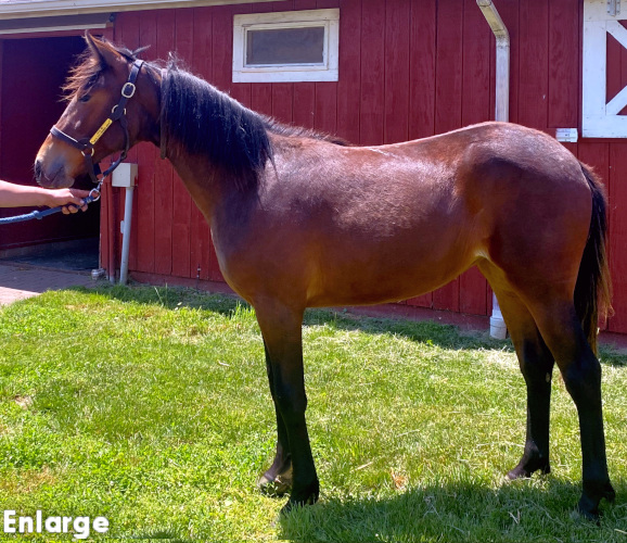 Raggedy Ann, Bay Filly out of Polyester Hanover