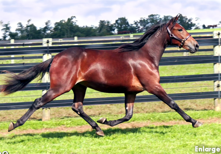Photo of Raggedy Ann, a powerful bay yearling filly out of Polyester Hanover