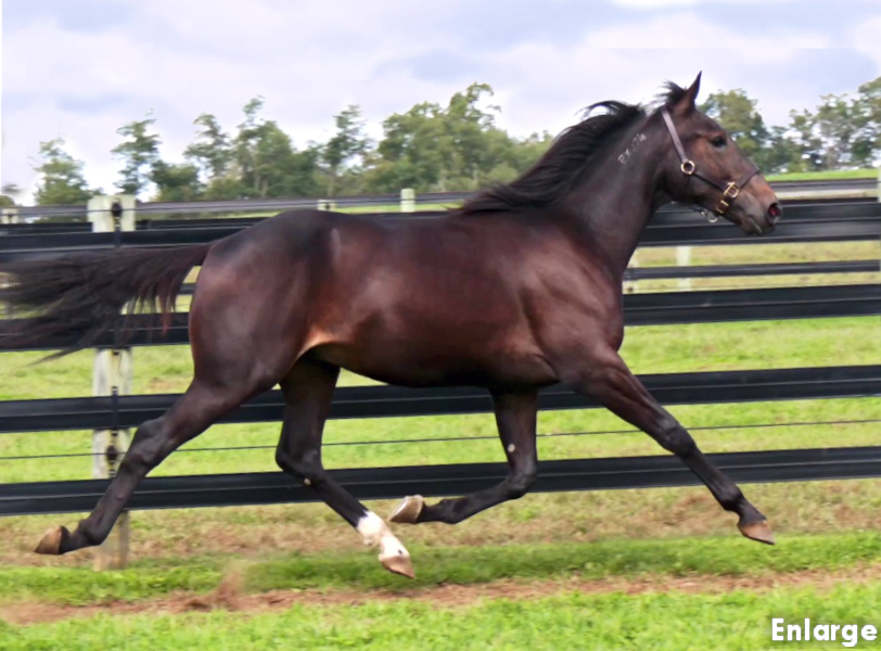 Photo of Big Shot, a Powerful bay yearling colt out of A List Lindy