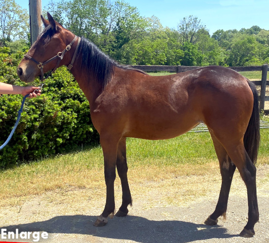 Ghost Post, Bay Filly out of Polyester Hanover
