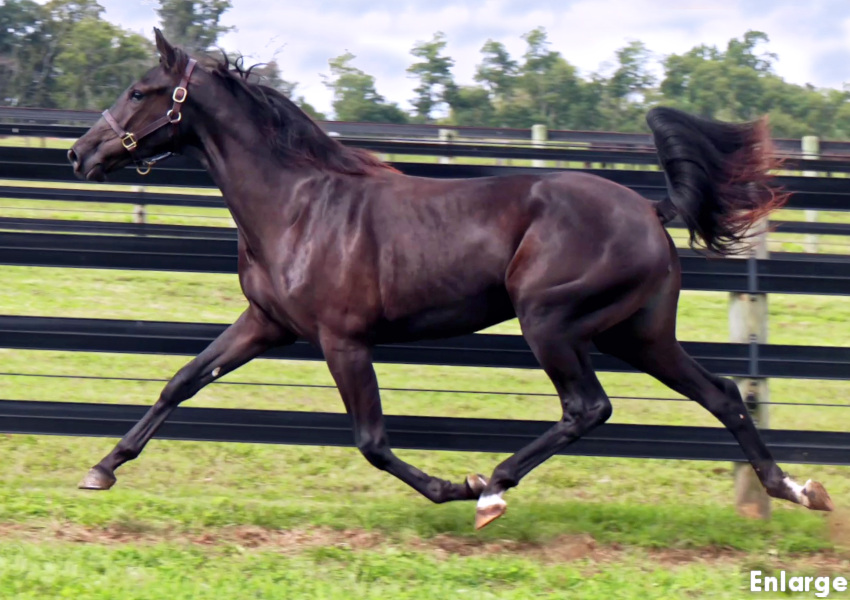 Photo of Long Legs, an striking bay yearling filly out of Legzy