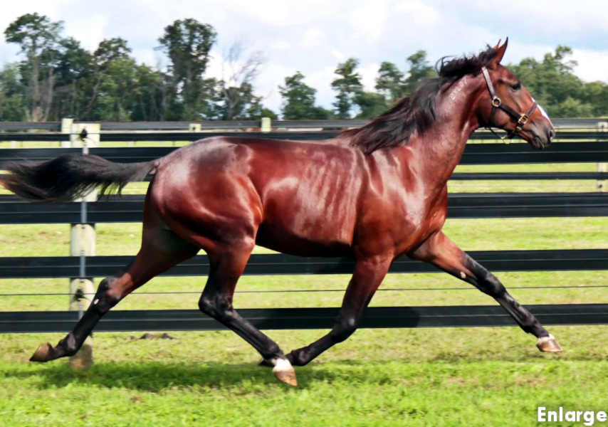 Photo of Oh Behave, an athletic bay yearling colt out of Oh My Darlin