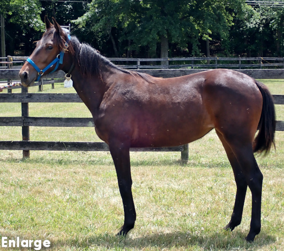 Great Legs, a brown filly by Greenshoe and out of Legzy
