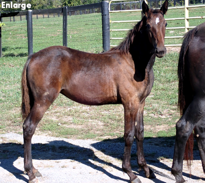 Catch Me, bf Photo of Catch Me, a bay filly by Tactical Approach and out of Ilia