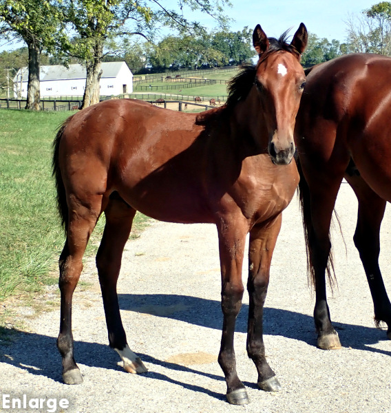 Devil His Due, bc Photo of bay colt by Muscle Hill and out of McKees Angel