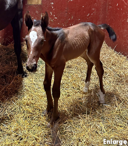 Photo of Ronin, a bay colt by Muscle Hill and out of Exile
