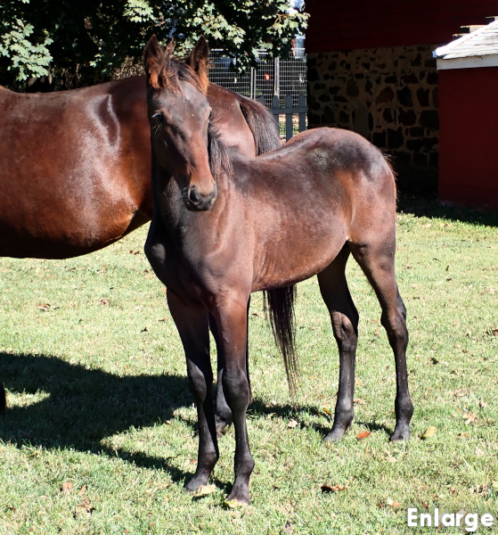 Fail On Fire, bc Photo of Tail On Fire, a bay colt by Chapter Seven and out of Oh My Darlin