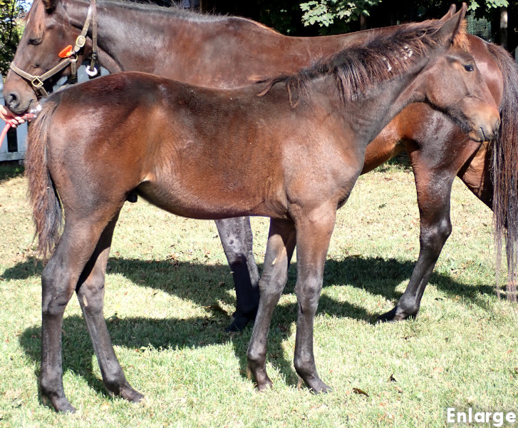 Fail On Fire, bc Photo of Tail On Fire, a bay colt by Chapter Seven and out of Oh My Darlin