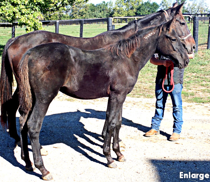 Legs Diamond, brc photo of Legs Diamond, a brown colt by Green Manalishi and out of Legzy