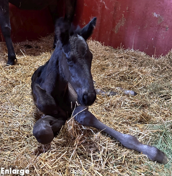 photo of Legs Diamond, a brown colt by Green Manalishi and out of Legzy